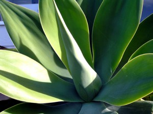 L' Agave biologique