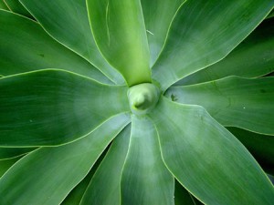 Agave bio