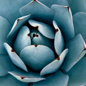 LES BIENFAITS DU SIROP D'AGAVE BIO